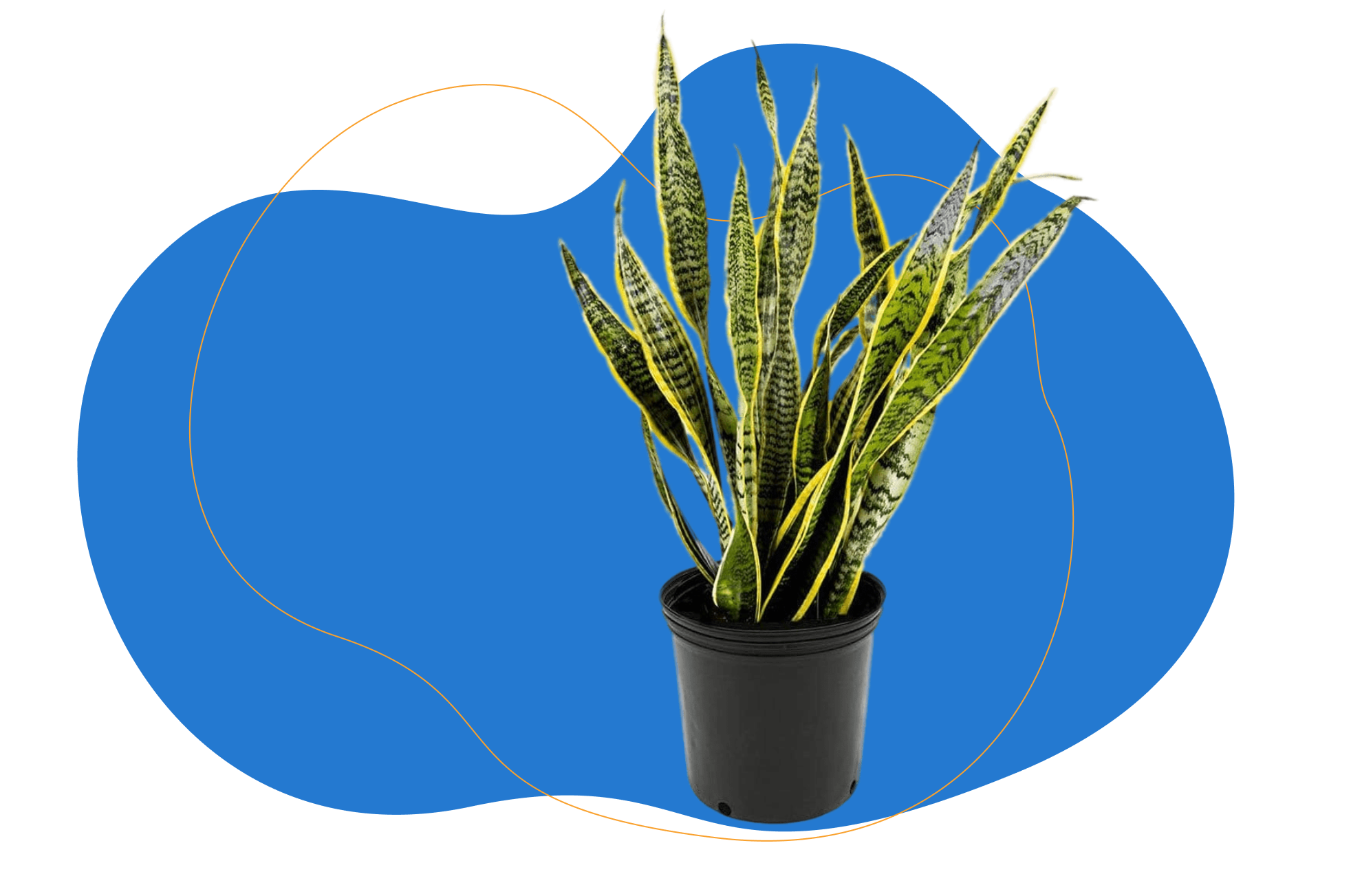 Sansevieria laurentii - Vrouwentong